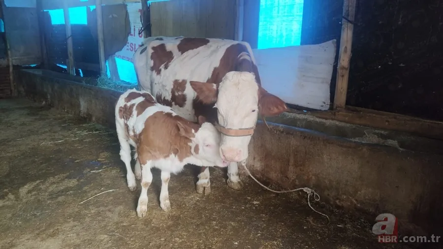 Görüntüler Afyonkarahisar’dan! Buzağıyı görünce büyük şok yaşadı... Gören şaştı kaldı 8