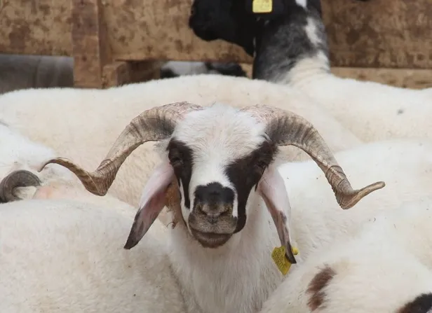 Kurban Bayramı ne zaman, hangi ay? 2021 Kurban Bayramı tatili kaç gün olacak? Diyanet dini günler takvimi...