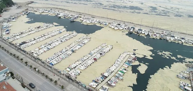 İstanbul’un deniz kenarlarında korkunç görüntü! Pendik Marina’yı deniz salyaları kapladı