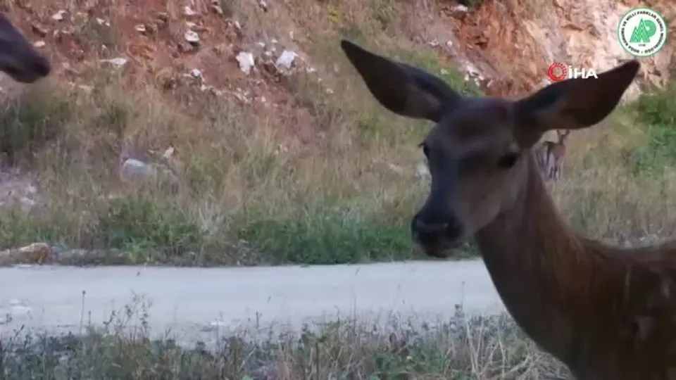 Sürüsünü bereket! Böyle görüntülendiler
