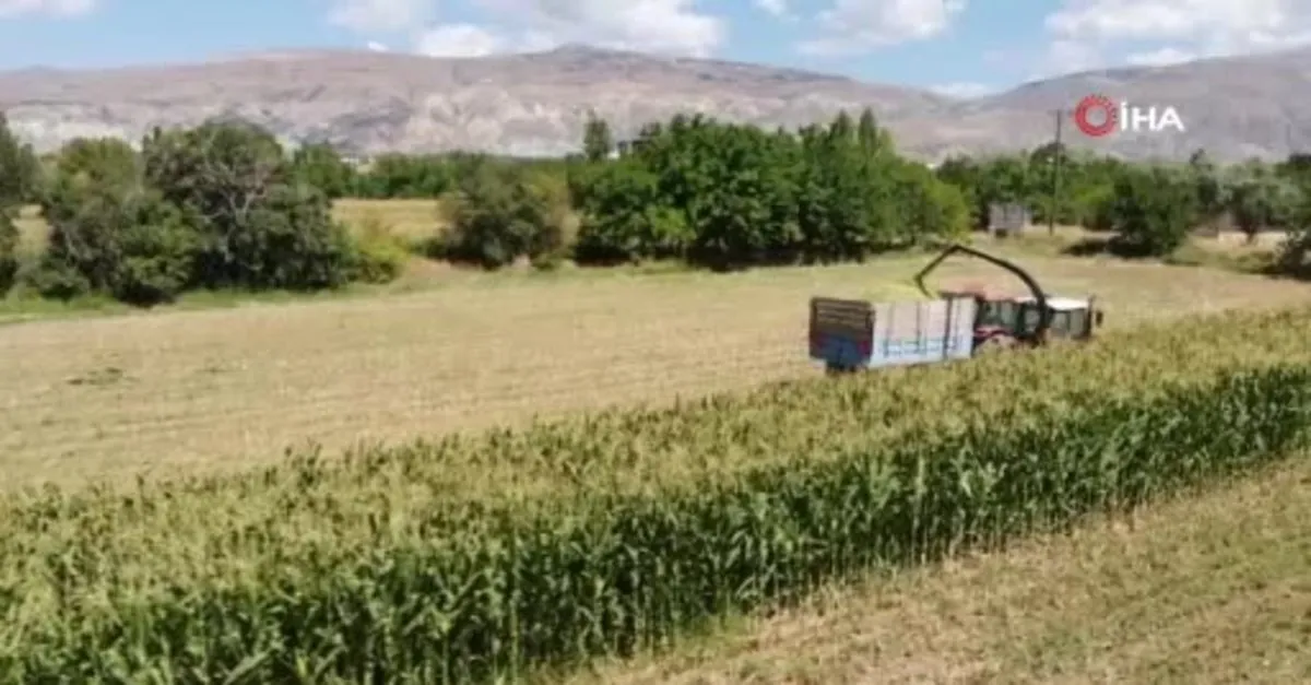 Bayburt'ta silajlık mısır hasadı başladı