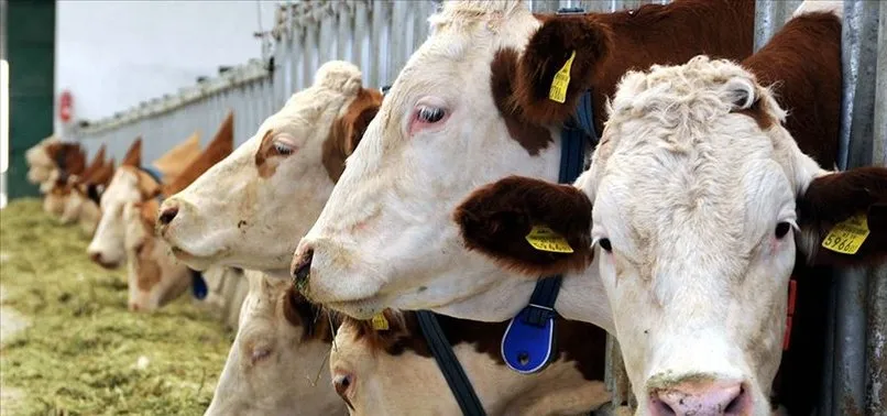 Belçika’dan helal kesime yasak getirme çabası! Skandal adıma tepkiler çığ gibi