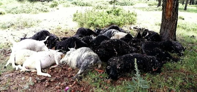 Sahipsiz 30 köpek çiftliğe saldırdı: 41 hayvan telef oldu