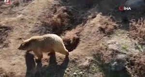 Ayılar kış uykusuna yatmadı