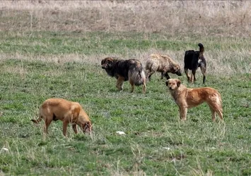 Başıboş sokak köpekleri sorununda sona yaklaşıldı! Kanun Teklifi Meclis'e sunulacak | AK Partili Yenişehirlioğlu tarih verdi | İngiltere modeli mi geliyor?