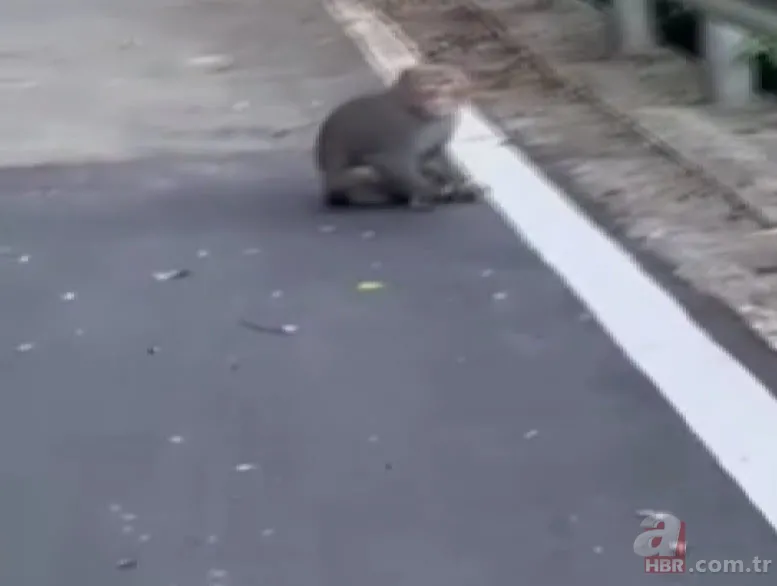 Maymun böyle kaçırdı! Halk seferber oldu 3