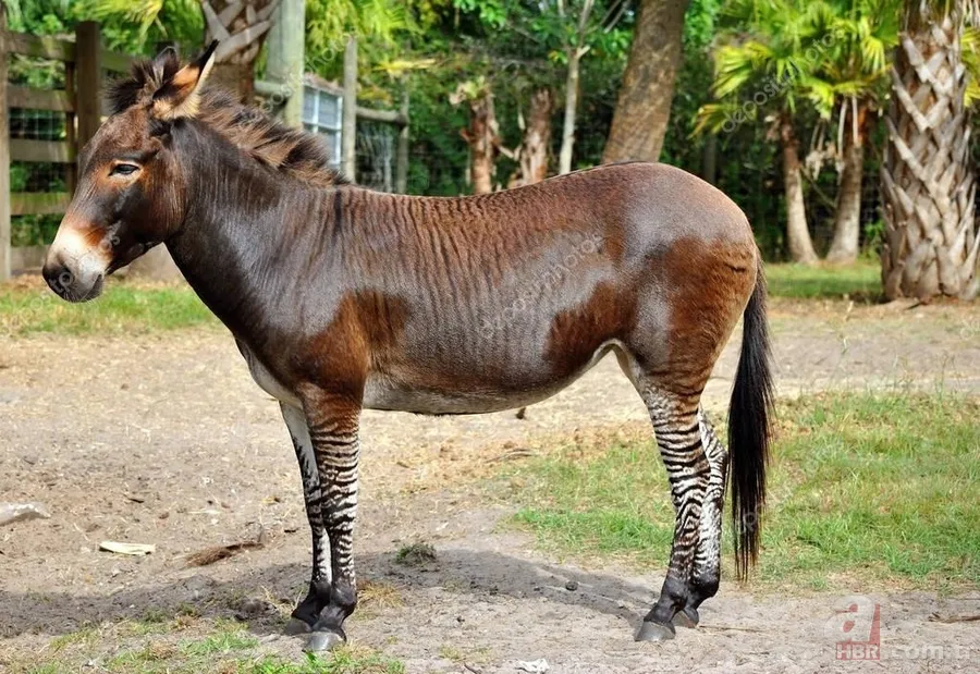 Hibrit hayvanların şaşırtan görüntüleri 4