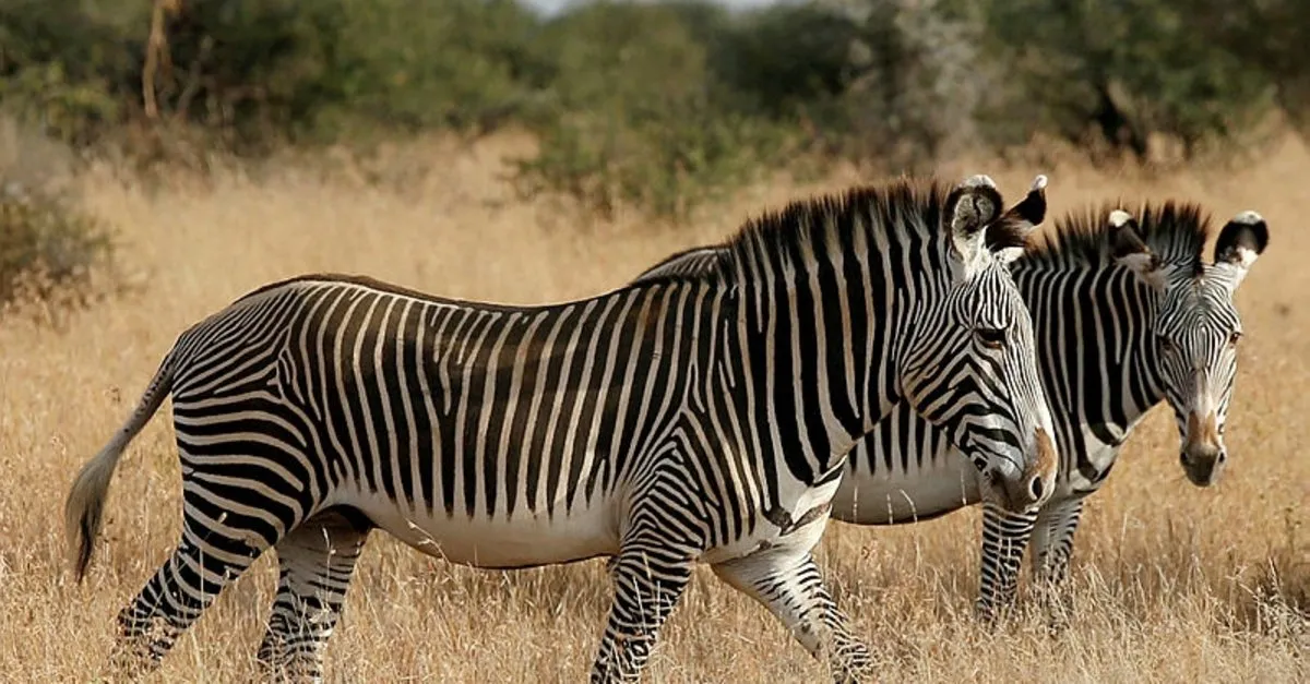 Zebra çizgilerinin gizemi çözüldü