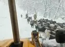 Siirtte kar yağışı nedeniyle dağda mahsur kalan çoban ve koyun sürüsü kurtarıldı