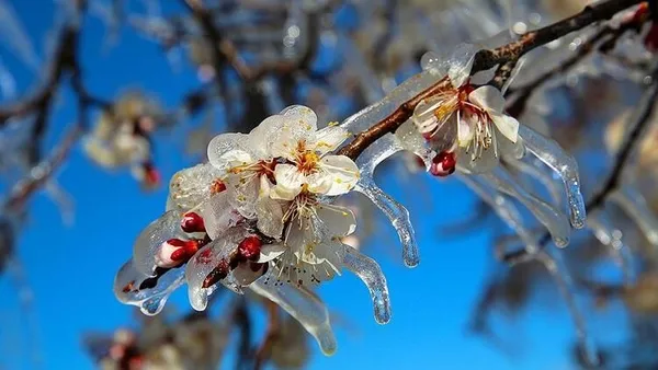 meteorolojiden-son-dakika-don-uyarisi-5-gunluk-hava-durumu-1613143340399.jpg Meteoroloji'den son dakika don uyarısı! 5 günlük hava durumu - 2