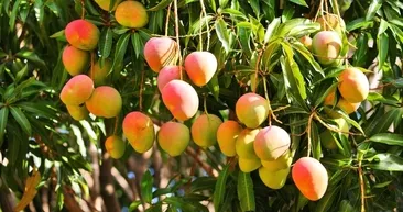 Mangonun faydaları nelerdir? Mango nasıl yenir? Mangonun zararları nelerdir Mango nerede yetişir?