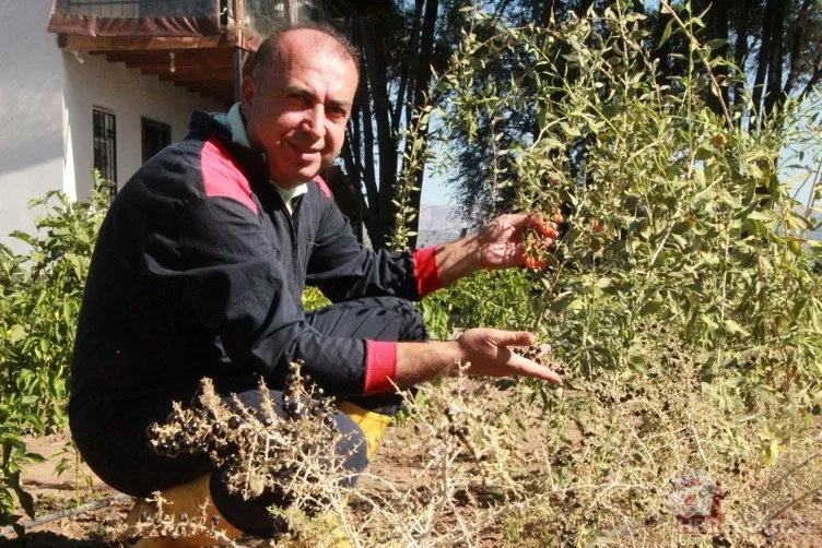 Çorak araziyi tropikal meyve bahçesine çevirdi! İhtiyaç sahiplerine ücretsiz dağıtıyor
