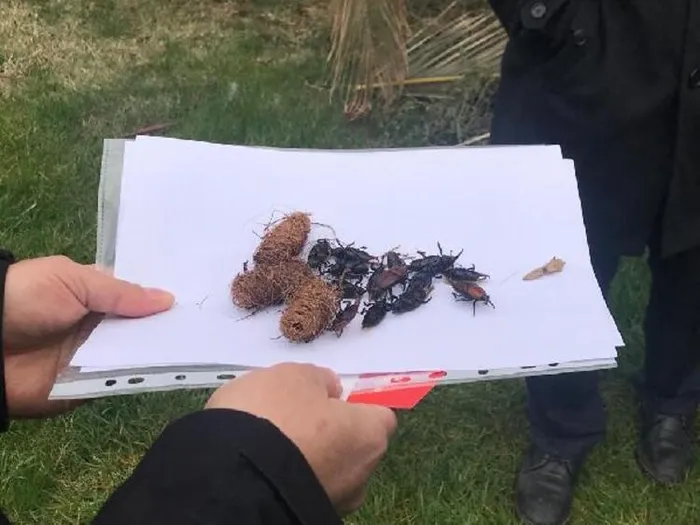 İstanbul'da palmiyeler için 'kırmızı' tehlike! Çok sayıda ağaç kesildi - 2