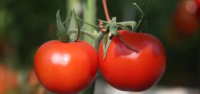 Ruslar’a domates ihracatı hızlandı