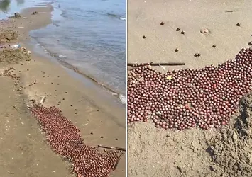 Selin Karadeniz'e taşıdığı fındıklar kumsala vurdu