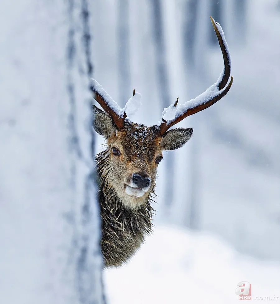 Erzurum'da görenleri şaşırtan anlar! Hemen telefona sarıldılar 10