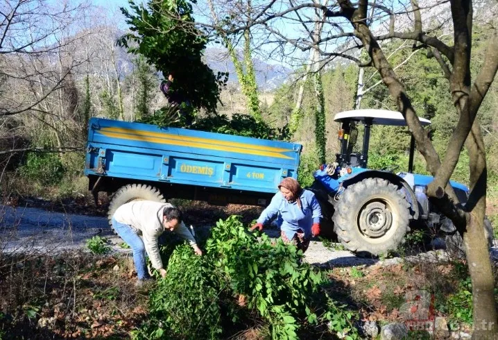 Kendiliğinden yetişiyor 100 aileye gelir kaynağı! Amerika ve Avrupa ülkelerine gönderiliyor 11