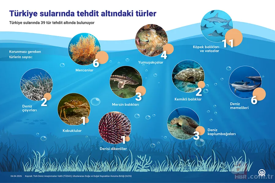 Denizlerimizde tehlike çanları: 39 tür yok olma riskiyle karşı karşıya 2