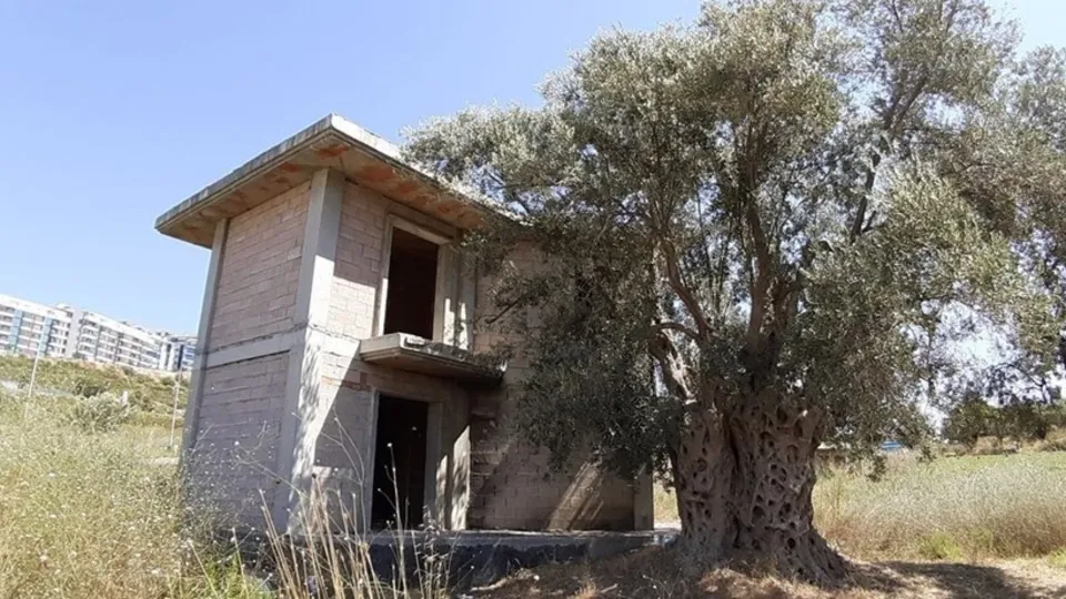 CHP Belediyesi Aydın'da 1500 yıllık zeytin ağacının dibine villa yaptılar