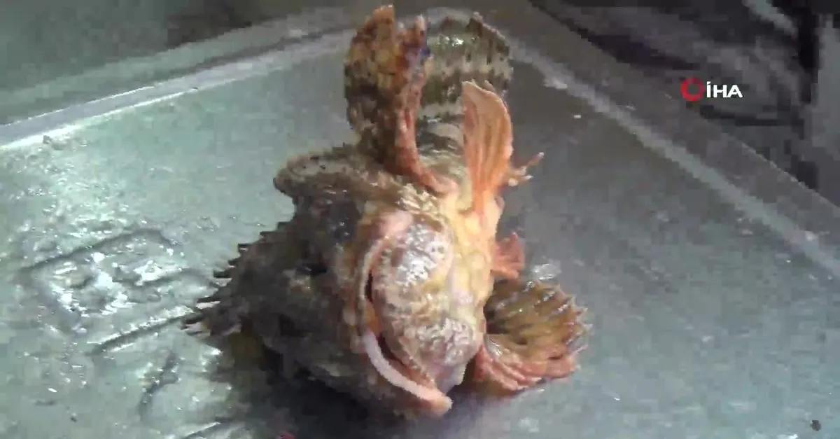 Dikenleri var! Dışı zehir içi lezzet deposu