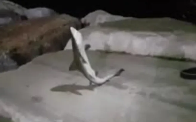 İstanbul’da oltayla köpek balığı tuttu! Görenler şoke oldu