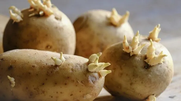Patates böyle görünüyorsa sakın yemeyin! Meğer zehir saçıyormuş...