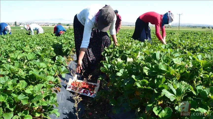 Mevsimlik işçiler kıdem tazminatı alabilir mi? Kıdem tazminatı nasıl hesaplanır? 11