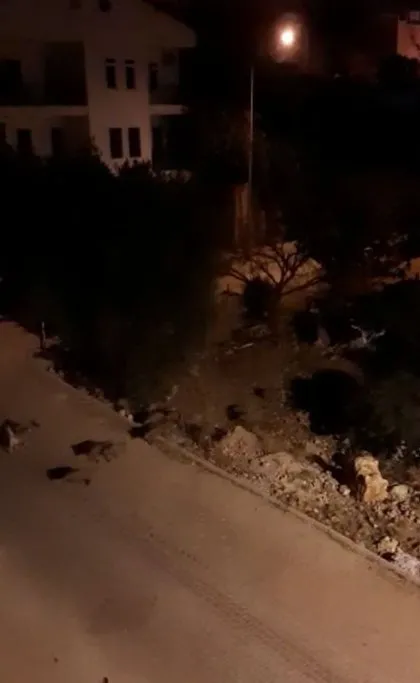 Antalya’da domuz sürüsü ile köpekler karşı karşıya geldi! O anlar kamerada