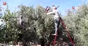 Zeytinin zahmetli yağ yolculuğu