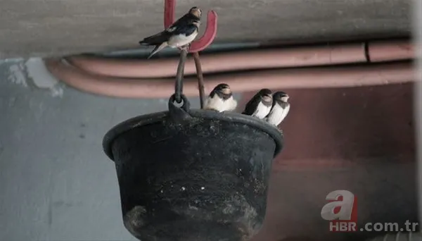 Pratik bilgiler! Limonu mikrodalgada 20 saniye ısıttığınızda sonuç inanılmaz 25