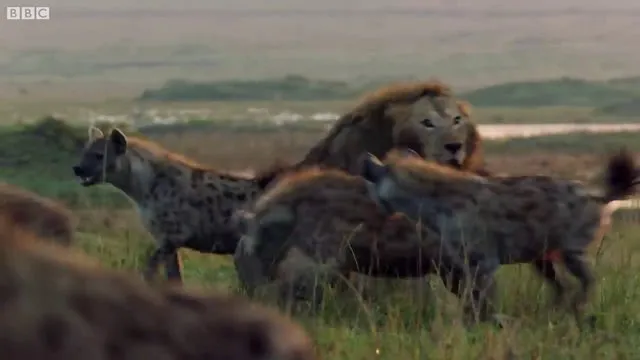 Sırtlanların arasında tek başına kalan aslanın mucize kurtuluşu! Son anda öyle şeyler oldu ki...