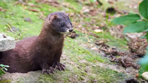 Sığırlara ve tavuklara koronavirüs enfekte etmeye çalıştılar! Dünya Hayvan Sağlığı Örgütünden flaş açıklama