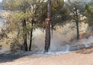 Manavgat'ta korkutan orman yangını! Ekipler müdahale etti