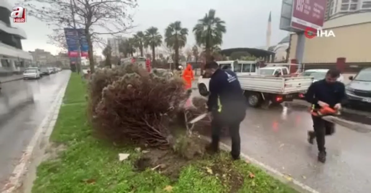 İzmir'de fırtına ağaçları devirdi