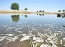 Şanlıurfa Siverek’te korkutan görüntü! Balık ölümleri tedirgin etti