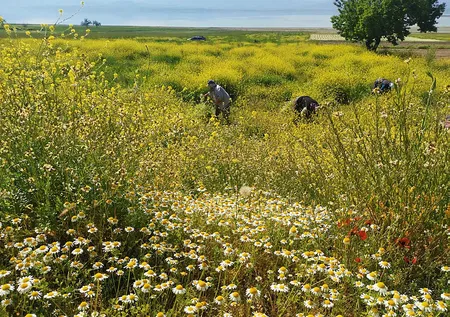 8 ton papatyadan çıkarılan 1 litre yağ 40 bin liraya satılıyor!