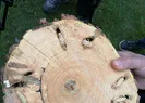 İstanbulda istila şoku! Bu böceğe dikkat