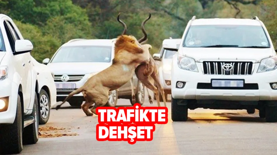 Trafikte önlerine atlayan aslan korkuttu! Aslan sokak ortasında kudu parçaladı