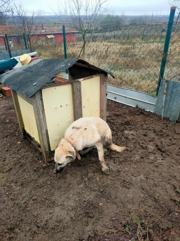 tekirdagda-kopegini-sopayla-dovdu-savunmasi-pes-dedirtti-1670306394693.jpg Tekirdağ’da köpeğini sopayla dövdü! Savunması 'pes' dedirtti - 2