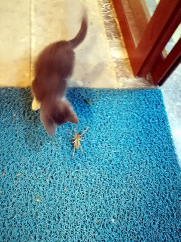 Restoranda tehlikeli karşılaşma! Et yiyen dev örümcek ile yavru kedinin ölüm kalım savaşı