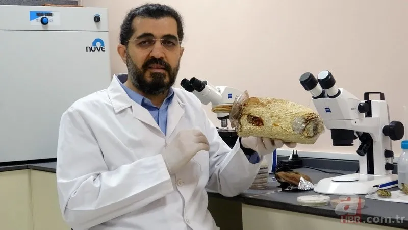 Ölümsüzlük mantarı nedir | Reishi mantarının faydaları nelerdir | Fiyatı dudak uçuklatıyor 2