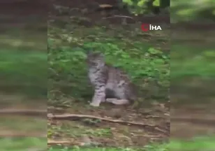 Kastamonu'da vaşak görüntülendi