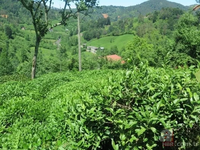 Üreticiye müjde! Yaş çay alım fiyatı ne kadar oldu? 2022 yaş çay taban fiyatı kaç TL? Başkan Erdoğan açıkladı 3