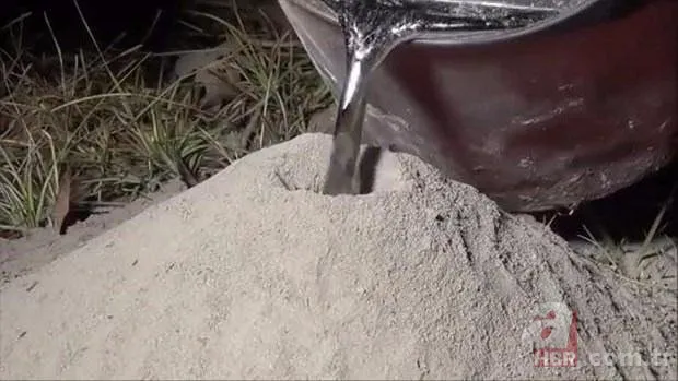 Kırmızı karıncalardan batmayan sal! Haftalarca yüzebiliyorlar 7