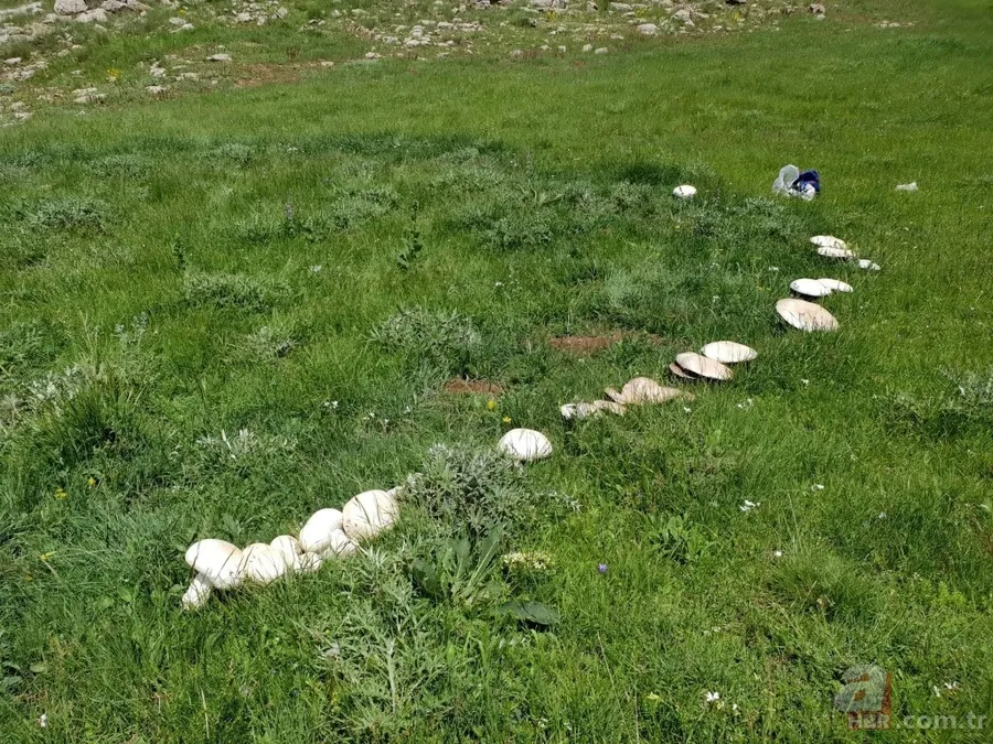 Gümüşhane’de görenleri şaşkına çeviren dev mantar! 7