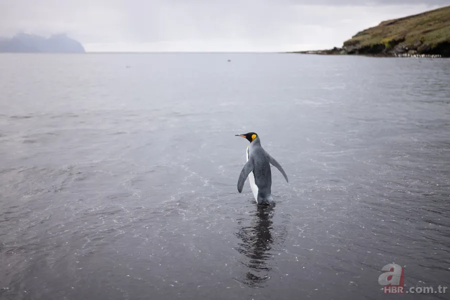Tek başına yürüyen penguen olayı nedir, hangi belgeselde yayınlandı? Nihilizm ne demek? 2