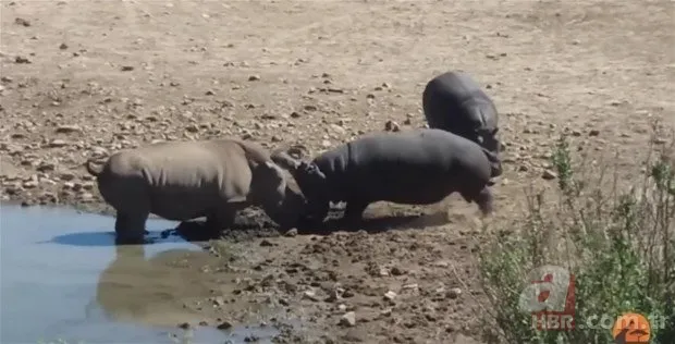 Hayvanlar dünyasından inanılmaz anlar 14