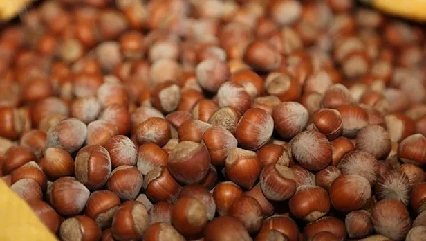 Fındık fiyatları açıklandı mı, belli oldu mu? 2021 fındık fiyatları ne zaman açıklanacak? İllere göre güncel fındık fiyat listesi...