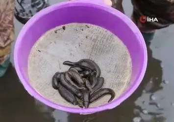 Samsun'dan tıbbi sülük ihracatı