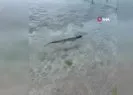 Nesli tükenmekte! Silivri’de görüldü